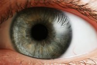 human eye