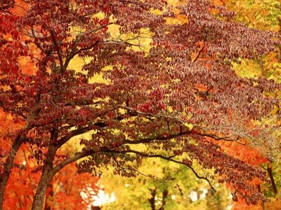 Autum solitude
