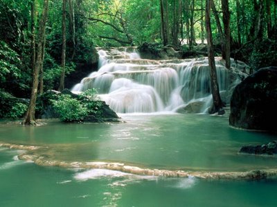 Forest waterfall