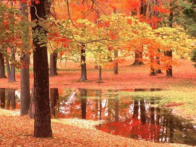 Stream and trees in autumn