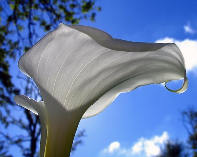 flowering beauty