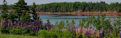 View of lupins and Hope River Estuary
