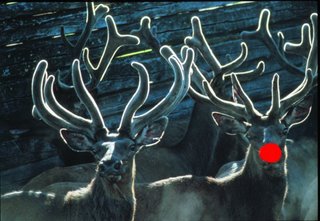 reindeer rudolph