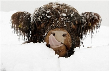 cow in the snow spluch