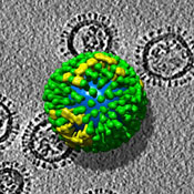 3-D structure influenza virus flu bug (Evolution Research: John Latter / Jorolat)