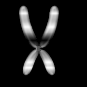 Phoenix Chromosome which has a frequency that led the Caucasian to succumb to the plague.