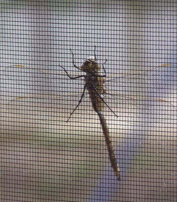 Dragonfly on drangonfly-screen