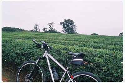 九湖茶園