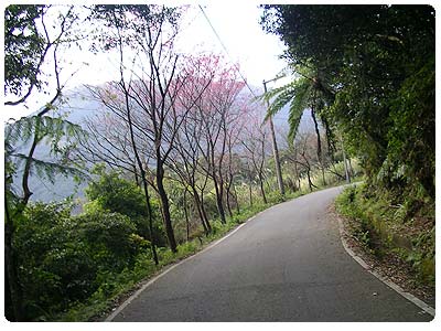 小徑兩旁種滿山櫻花