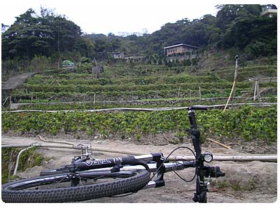 梯田密佈,田園景色美麗