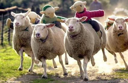 Sheep Contest