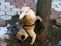 Dog pees upside down