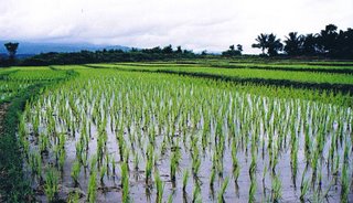 Nan rice field