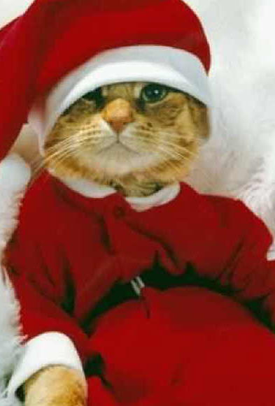 Image result for cats wearing naughty santa hats