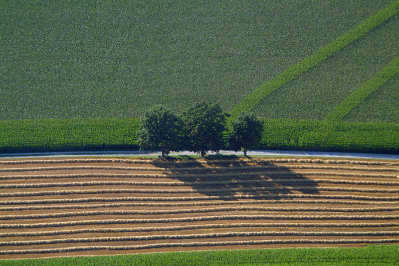 Trees between fields