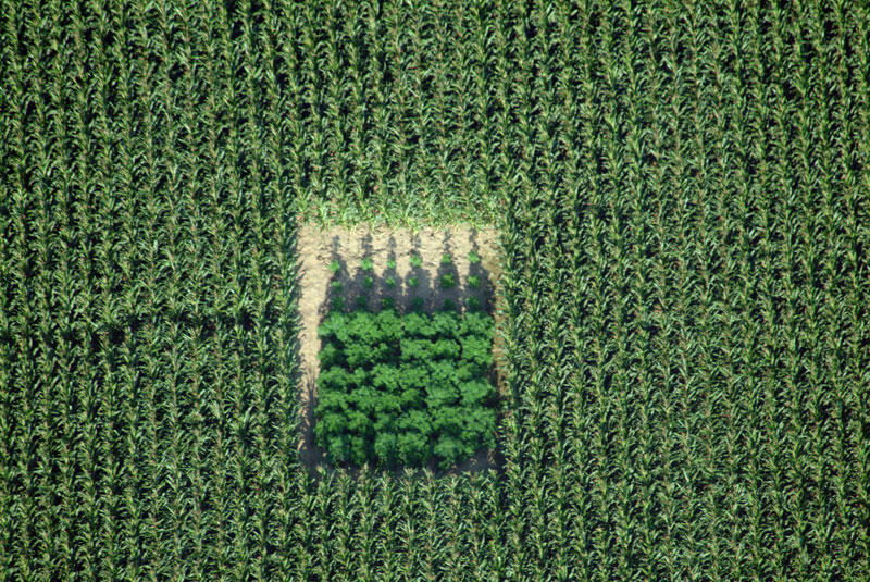 Cannabis in cornfield