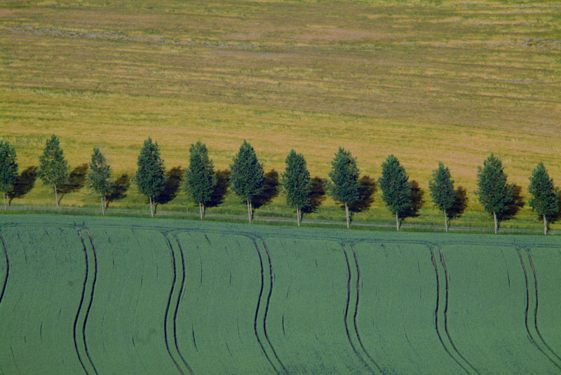 Field with trees