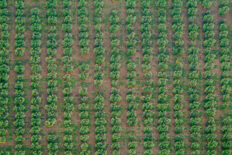 Olive grove