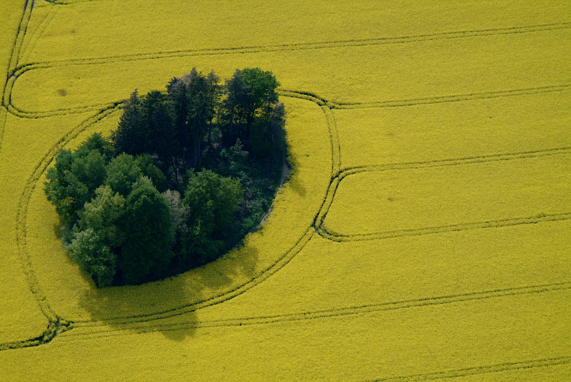 Trees island