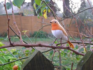 A robin on the branch of a bush