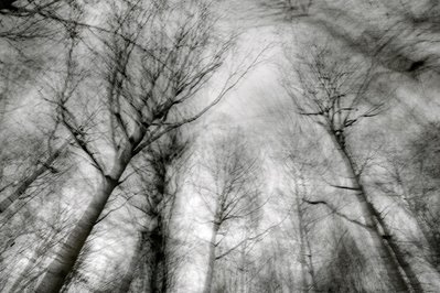 courir dans les bois, photo d'arbres, trees photo, foto, arboles, copyright dominique houcmant, Goldo