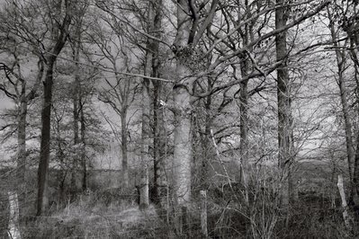 arbres en hiver, winter trees, photo dominique houcmant, goldo graphisme