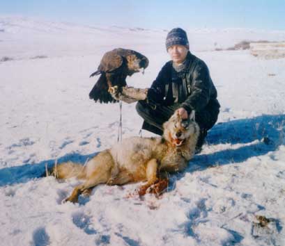 golden eagle attack wolf