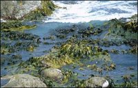 Marine algae.