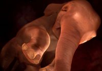 Elephant in the womb.