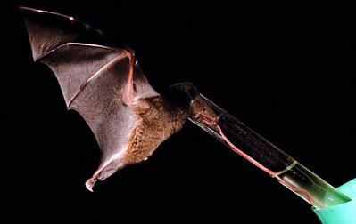 Nectar bat Anoura fistulata drinks from a modified straw