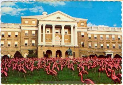 front of Laurence Gold postcard - 1980 - Pink Flamingos at Bascom Hall University of Wisconsin