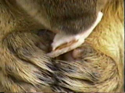 a close-up of the nose and claws of a squirrel dining