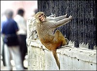 monkey menace