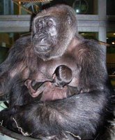 fertility gorilla