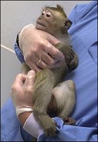 monkey testing