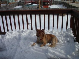 Dec 2, Stoli loves the snow!