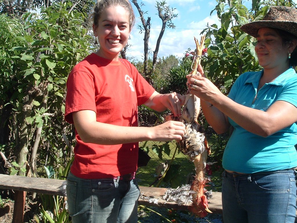 Honduras: Chickens! How to kill a chicken!!! good eats!