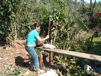 Honduras: Chickens! How to kill a chicken!!! good eats!