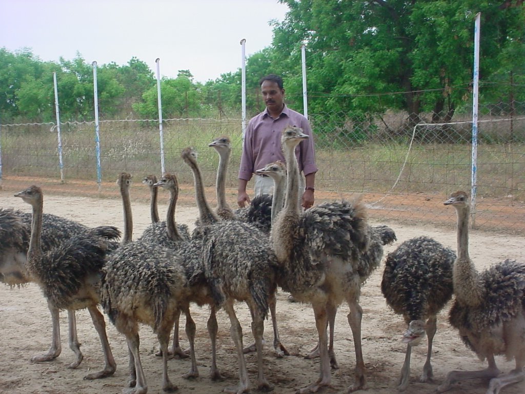 Ostrich breeding in India