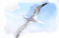 free bird