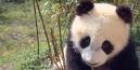 Panda ameaçada em extinção