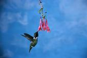 "Hummingbird in flight"