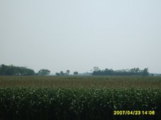 The fields of Barisal