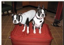 Lulu & Phoebe Pack Their Bag