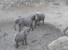 Boisterous Elephants At Meno A Kwena