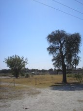 A View of Maun