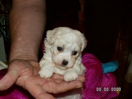 Trixie