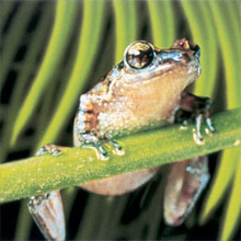 Bermuda Tree Frog