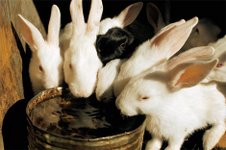 статус люди убивают животных для шуб статус люди убивают животных для шуб