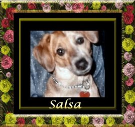 My dog Salsa